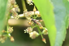 Ancistrocerus lineativentris thumbnail 1