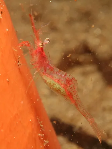 Elegant Coastal Shrimp