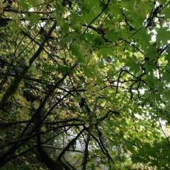 Vine Maple thumbnail 4