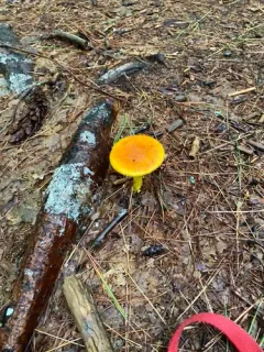 Red-Headed Yellow Dust Amanita thumbnail 2