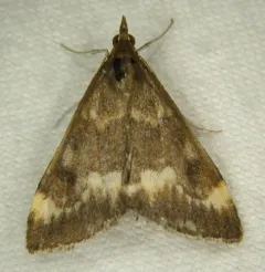 Pyrausta nicalis thumbnail 3