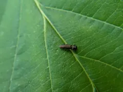 Agrilus derasofasciatus thumbnail 1