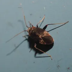 Texocoris nigrellus thumbnail 4