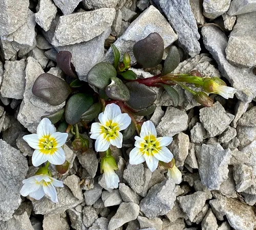 alpine springbeauty