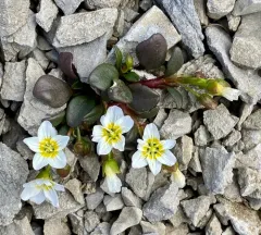 alpine springbeauty thumbnail 1