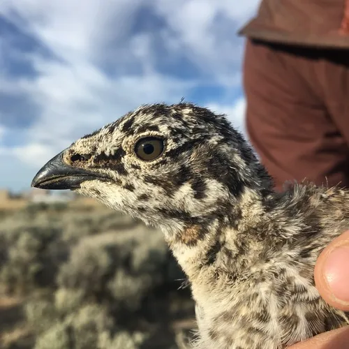Greater Sage-Grouse
