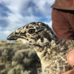 Greater Sage-Grouse thumbnail 1