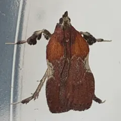 Boxwood Leaftier Moth thumbnail 4