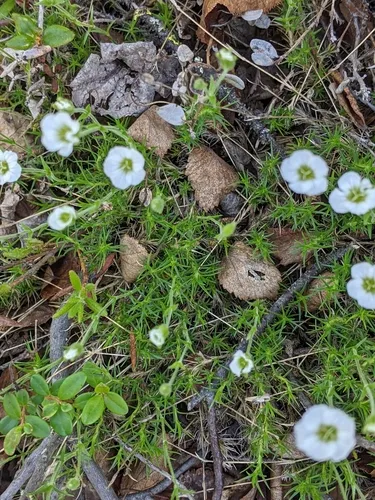 Yukon Stitchwort