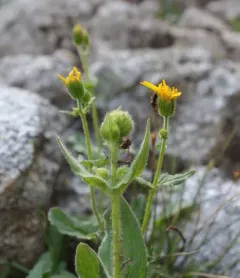 hairy arnica thumbnail 1
