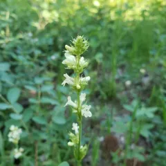 Yellow Beardtongue thumbnail 3