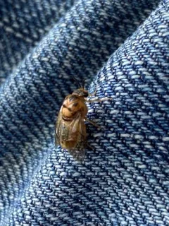 Nursery Pine Sawfly thumbnail 3