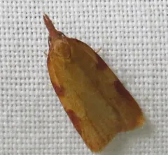 Sparganothis boweri thumbnail 2