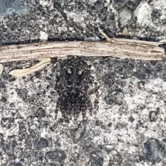 Downy jumping spider thumbnail 1