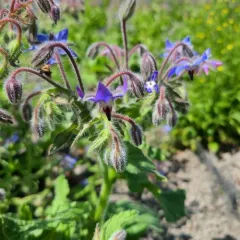 Borage thumbnail 2