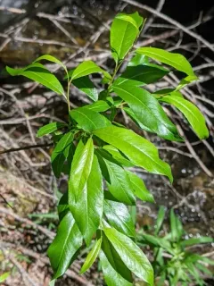 Little-tree Willow thumbnail 3