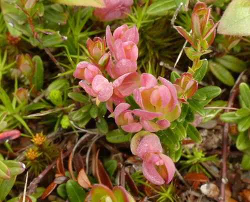 Cranberry Rose Bloom