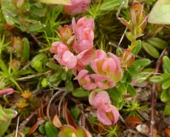 Cranberry Rose Bloom thumbnail 1