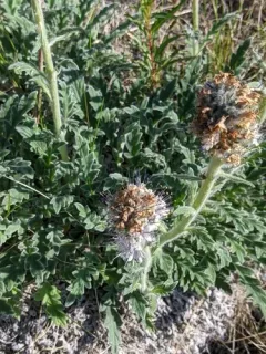 Coffee Creek Scorpionweed thumbnail 3