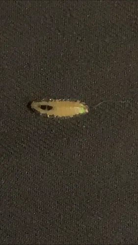 Phausis inaccensa