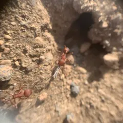Owyhee Harvester Ant thumbnail 1