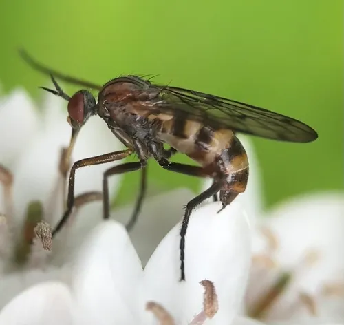 Empis tridentata