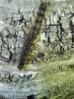 Entomophaga maimaiga thumbnail 2
