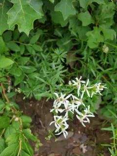 Narrowleaf Whitetop Aster thumbnail 2