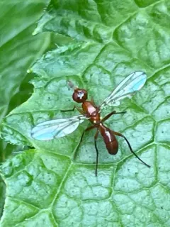 Sepsisoma flavescens thumbnail 2