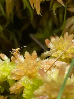 Sphagnum Ground Cricket thumbnail 3