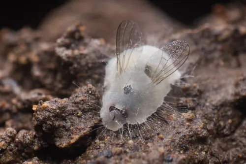Pandora muscivora