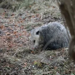 Virginia Opossum thumbnail 3
