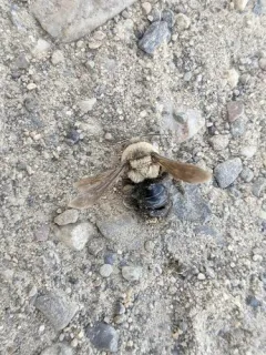 Andrena cyanura thumbnail 4