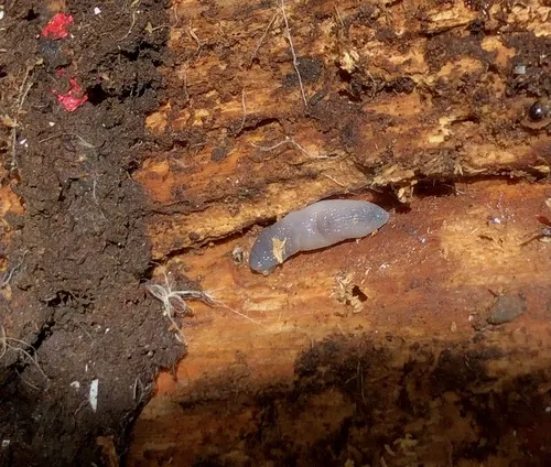 Worm Slug