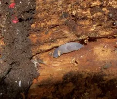 Worm Slug thumbnail 1