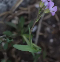Lyall's rockcress thumbnail 2