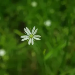 long-leaved starwort thumbnail 3