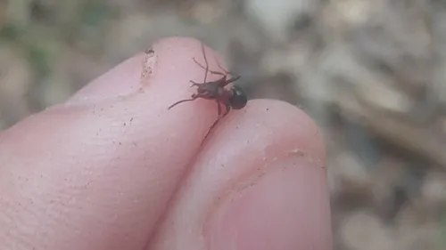 Emery's Mound Ant