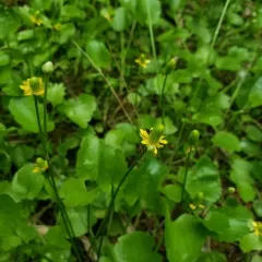 Alkali Buttercup thumbnail 3