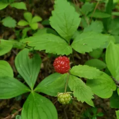 Arctic raspberry thumbnail 1