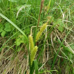 Northwest Territory sedge thumbnail 4