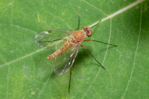 Chrysopilus rotundipennis