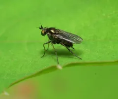 Gymnopternus scotias thumbnail 2