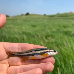 Southern Redbelly Dace thumbnail 2