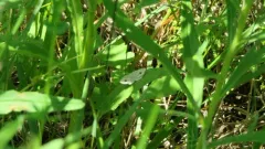 Eastern Ninebark Angle thumbnail 4