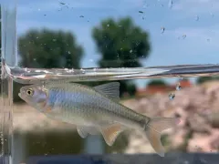 Red Shiner thumbnail 2