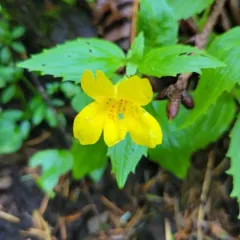Coastal Monkeyflower thumbnail 1
