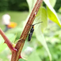 Raspberry Cane Borer thumbnail 2