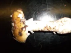jewelled amanita thumbnail 4