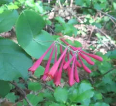 coral honeysuckle thumbnail 2